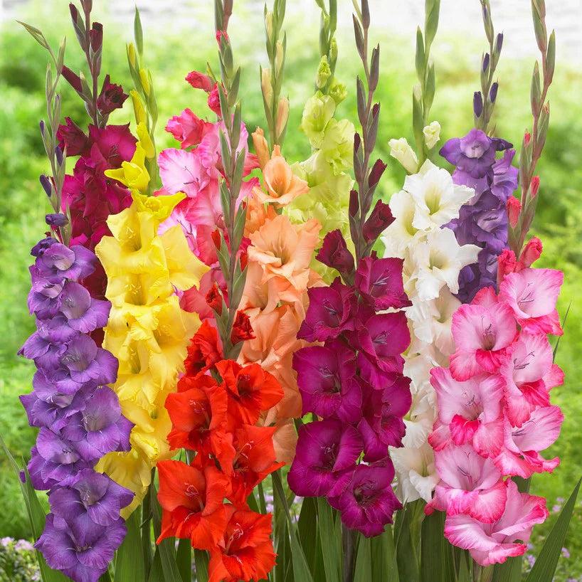 Gladiolus Mix
