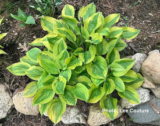 Hosta Glad Rags