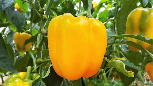 Gold California Wonder Pepper