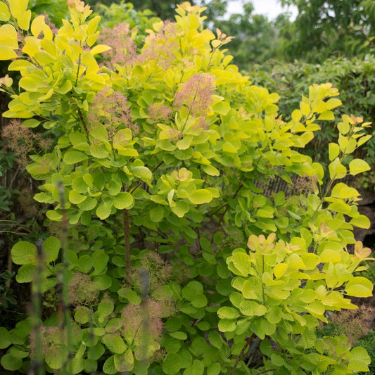Cotinus Coggrygria Gold