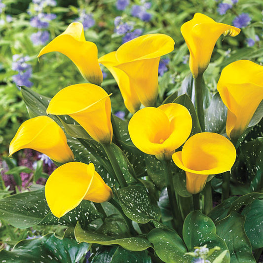 Calla Gold Crown
