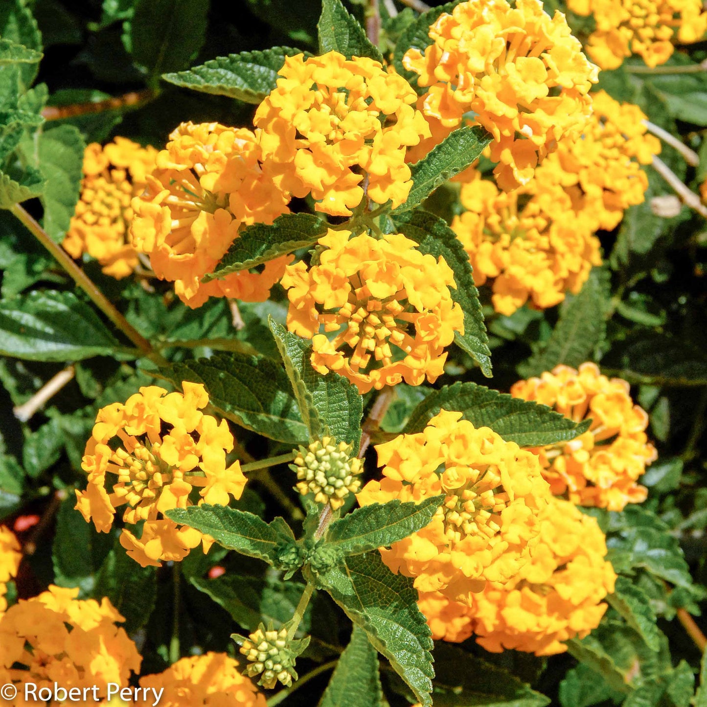 Lantana Gold Digger