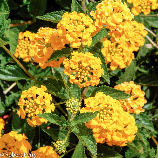 Lantana Gold Digger