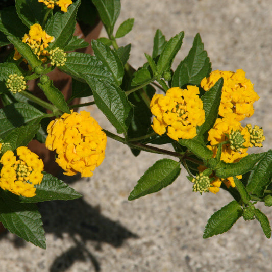 Lantana Gold Digger