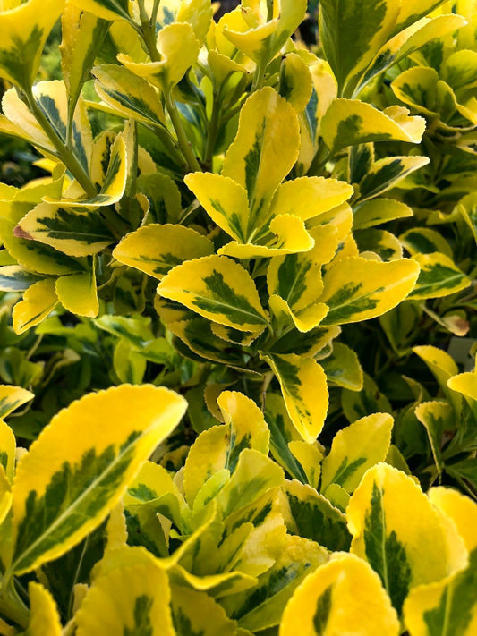 Euonymus Golden