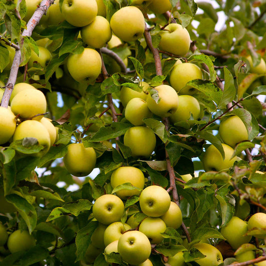 Golden Delicious Apple