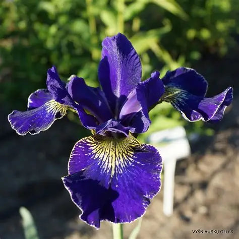 Iris Golden Edge