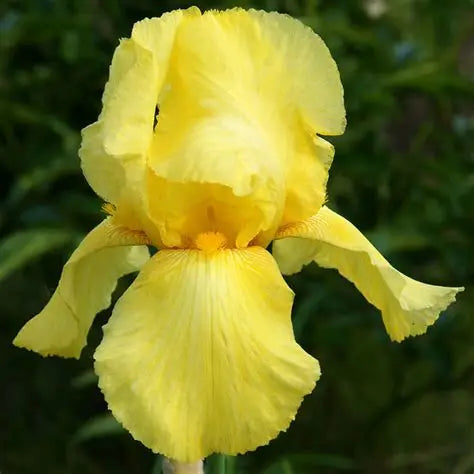 Iris Golden Fackel