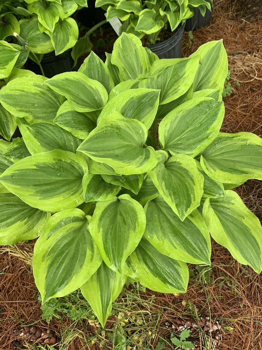 Hosta Golden Tiara
