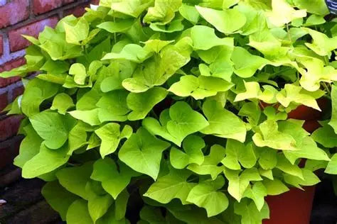 Ipomoea Gold Vine