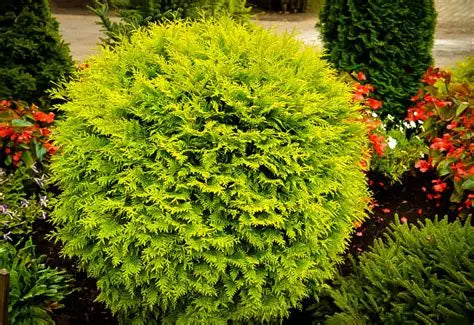 Arborvitae Gold Globe