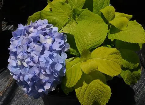 Hydrangea Golden Penny