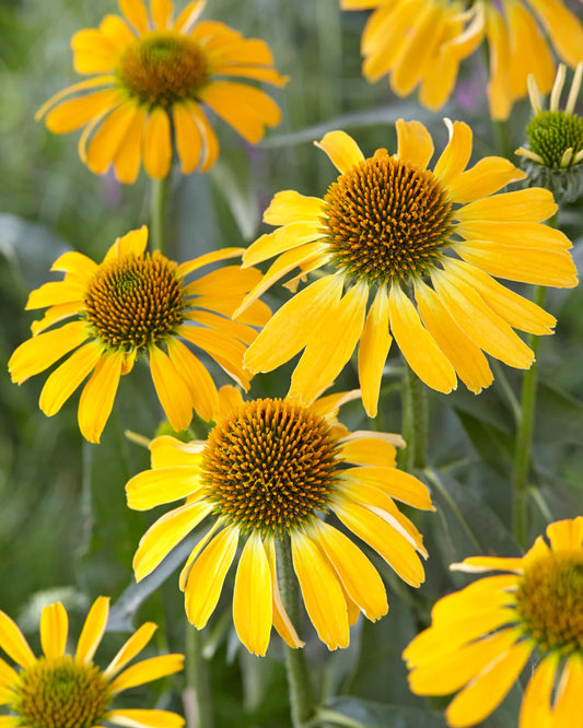 Echinacea-Gold Slipper
