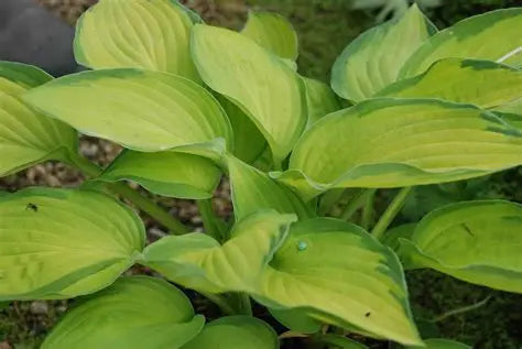 Hosta Gold Standard