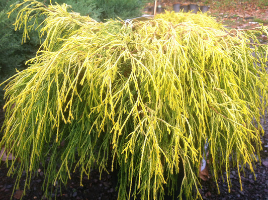 Cypress Golden Thread