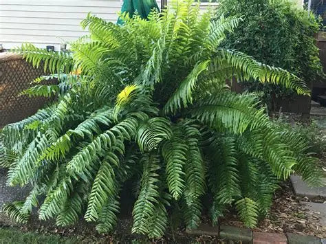 Fern Grand Macho