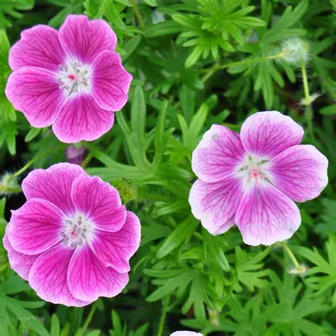 Geranium Elke
