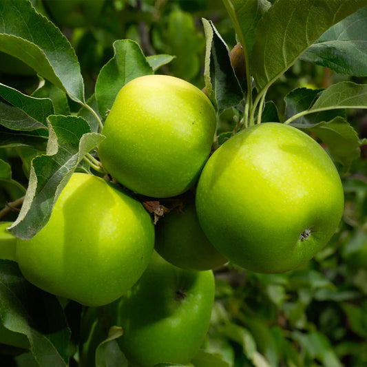 Granny Smith Apple