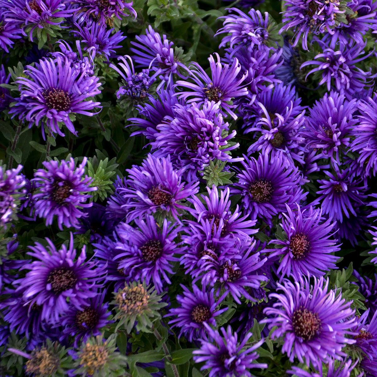 Aster-Grape Crush