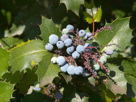 Holly llex Mahonia Grape