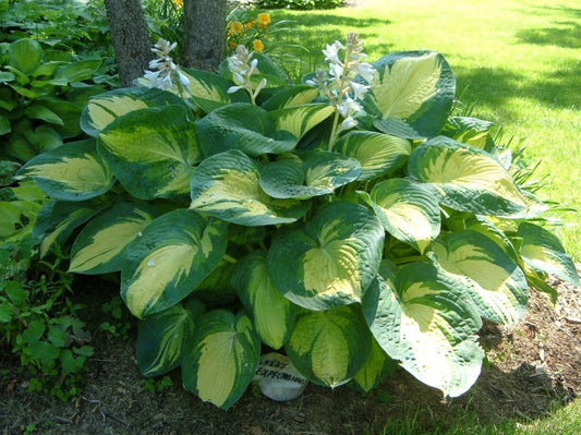 Hosta Great Expectations