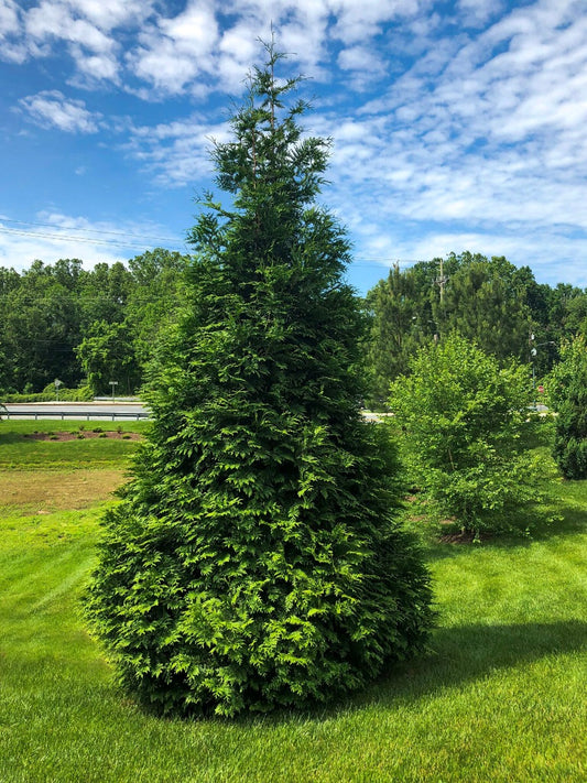Arborvitae-Green Giant