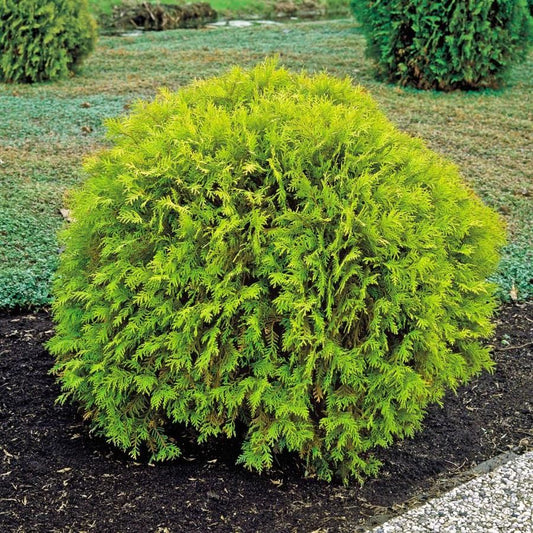 Arborvitae-Green Globe