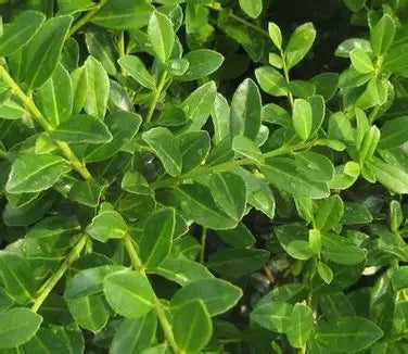 Boxwood Green Luster