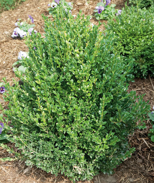 Boxwood Green Mountain