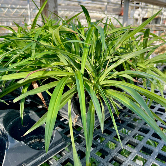 Chlorophytum Green Spider