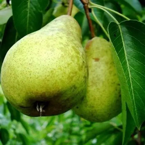 Green Warren Pear