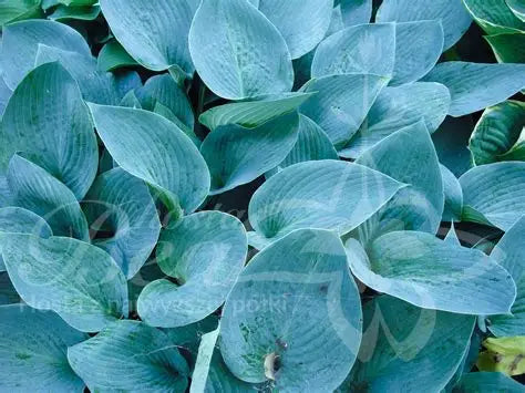 Hosta Hadspen Blue