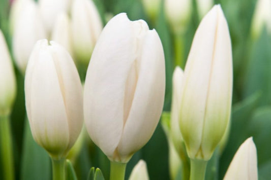 Darwin Tulip Hakuun