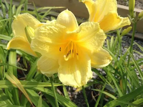 Daylily Happy Returns