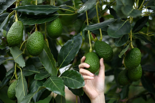 Avocado Hass Tree