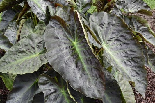 Colocasia Hawaii Aloha