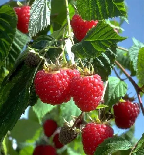 Heritage Red Raspberry