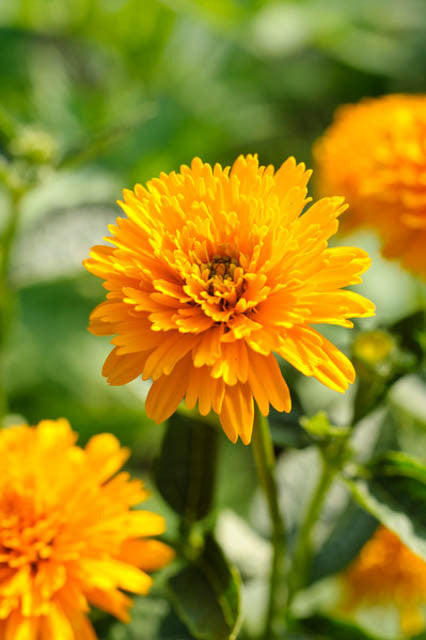 Heliopsis Asahi