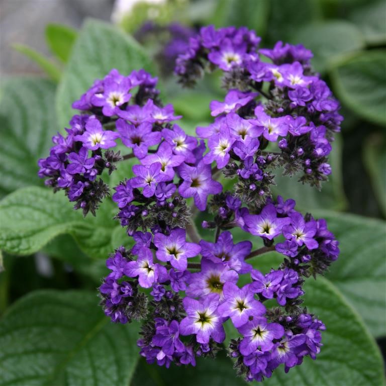 Heliotrope Midnight Sky