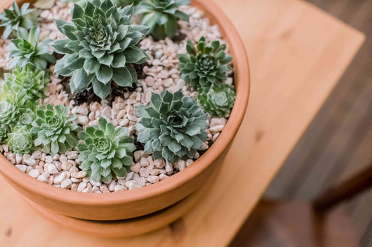 Succulent Hens & Chicks