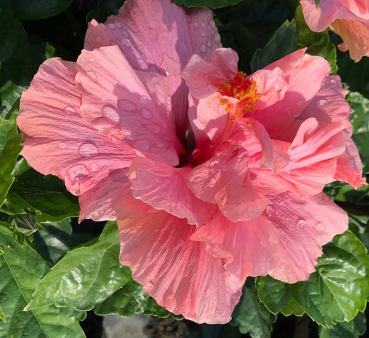Hibiscus Double Pink