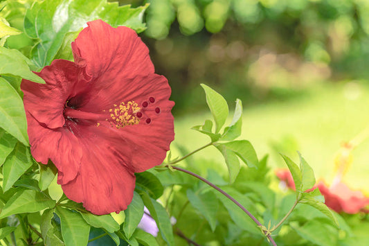 Hibiscus Japanese Red