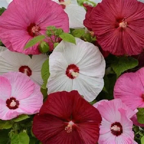 Hibiscus Luna Mix