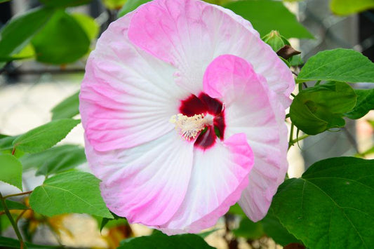 Hibiscus Luna Pink