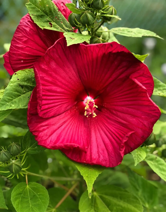 Hibiscus Luna Red