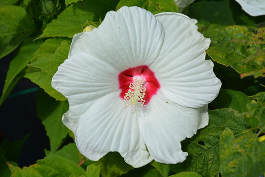 Hibiscus White/Red Eye