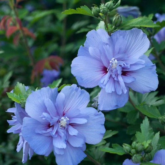 Hibiscus Rose of Sharon Double Blue