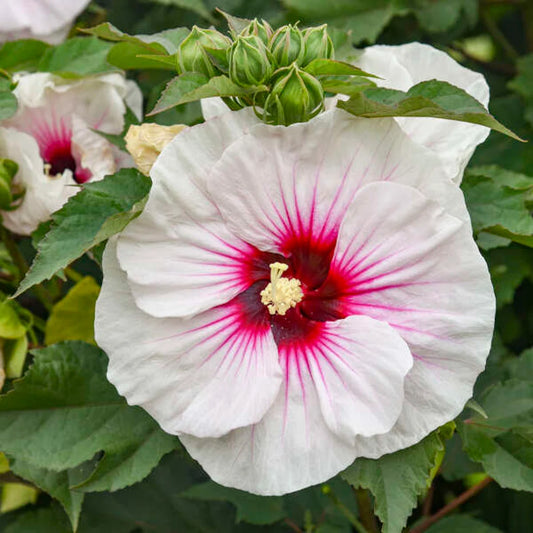 Hibiscus White/Red Eye