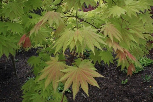 Japanese Maple Hickory Hollow