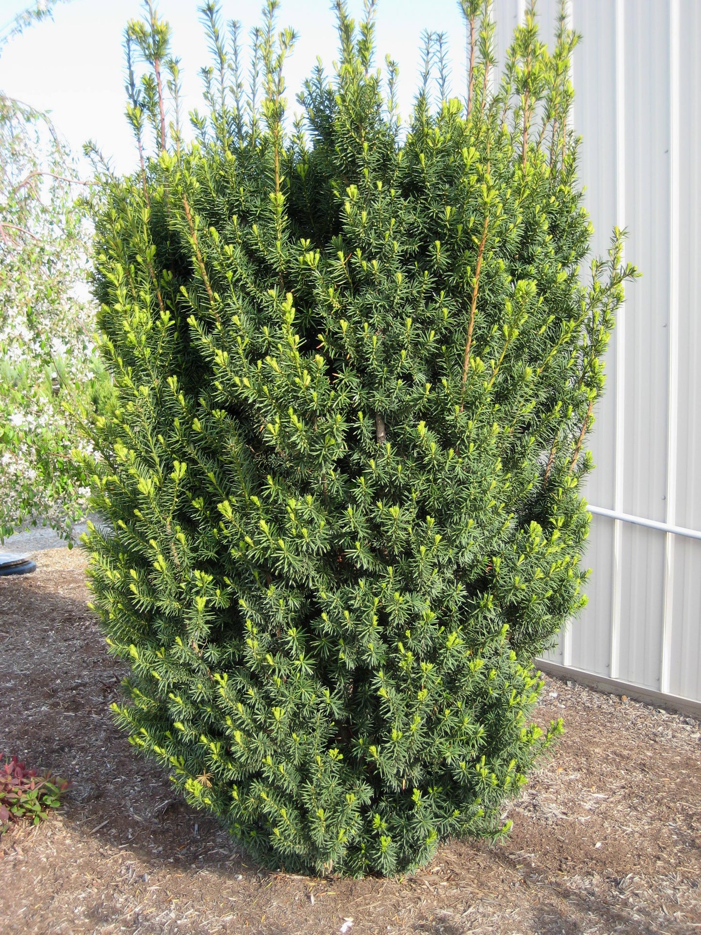 Yews Taxus Hicksii